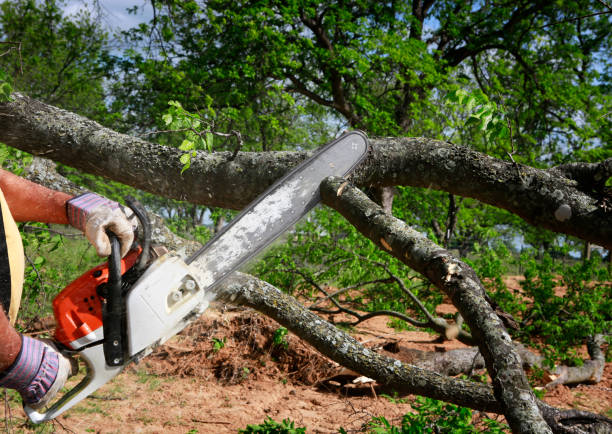 Towaoc, CO  Tree Services Company